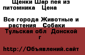 Щенки Шар пея из питомника › Цена ­ 25 000 - Все города Животные и растения » Собаки   . Тульская обл.,Донской г.